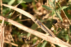 Brachythemis impartita