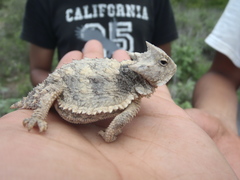 Phrynosoma taurus