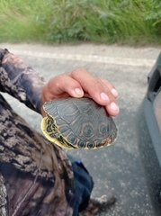 Trachemys venusta venusta