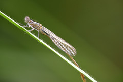 Ischnura elegans