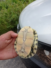 Trachemys venusta venusta