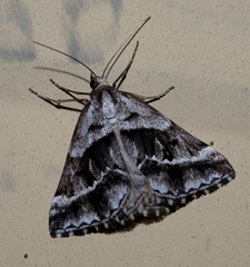Dichromodes stilbiata
