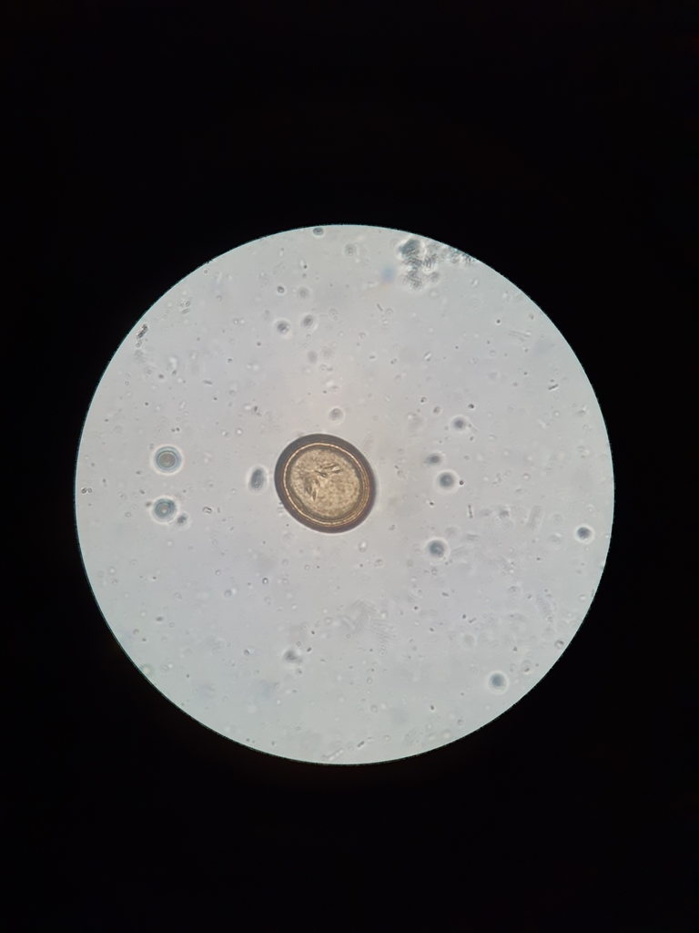 Taenia pisiformis
