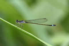 Ischnura elegans