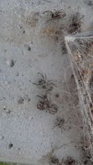 Stegodyphus sarasinorum