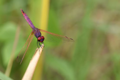 Trithemis annulata