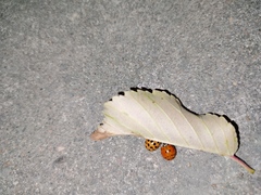 Harmonia axyridis