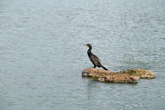 Phalacrocorax carbo