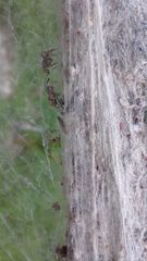 Stegodyphus sarasinorum