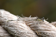 Platycnemis dealbata