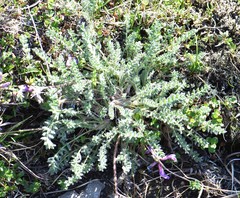 Oxytropis arctica