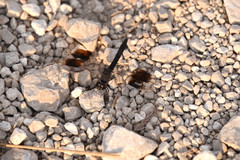 Brachythemis impartita