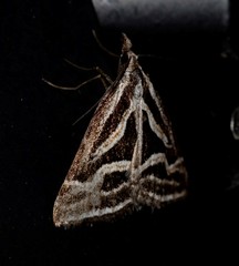 Dichromodes confluaria