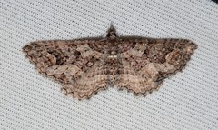 Chrysolarentia plesia