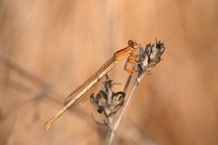 Platycnemis dealbata