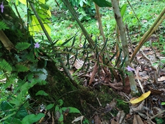 Dimerandra emarginata