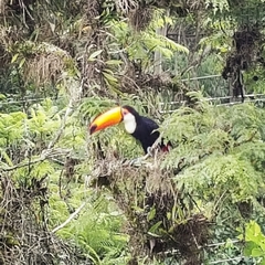 Ramphastos toco