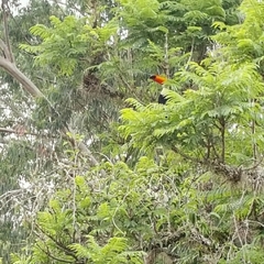 Ramphastos toco