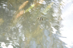 Brachythemis impartita