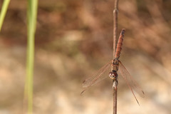 Trithemis annulata
