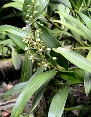 Prosthechea vespa