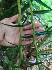 Dimerandra emarginata