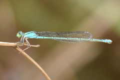 Pseudagrion torridum hulae