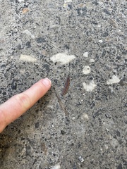 Pseudopolydesmus canadensis