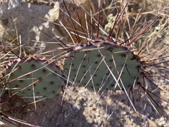 Opuntia azurea