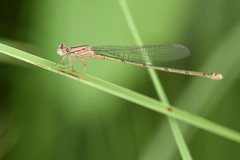 Pseudagrion torridum hulae