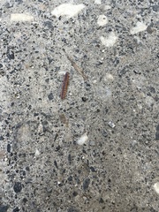 Pseudopolydesmus canadensis