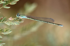 Pseudagrion torridum