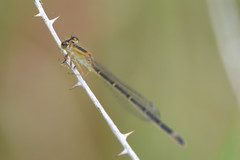 Ischnura elegans