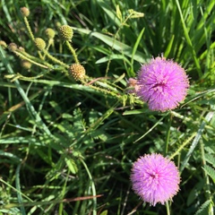 Mimosa nuttallii