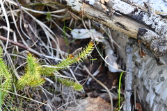 Spinulum annotinum alpestre