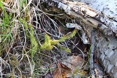 Spinulum annotinum alpestre