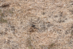 Brachythemis impartita