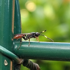 Crypteffigies lanius
