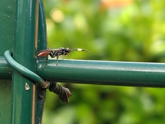Crypteffigies lanius