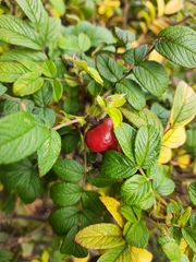 Rosa rugosa