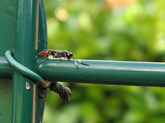 Crypteffigies lanius