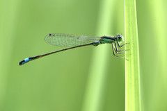 Ischnura elegans