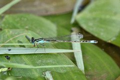 Ischnura elegans
