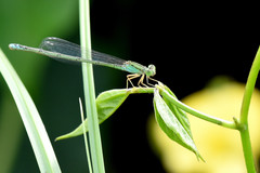 Pseudagrion torridum hulae