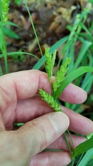Carex blanda