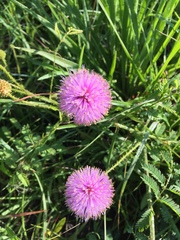 Mimosa nuttallii
