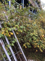 Rosa rugosa