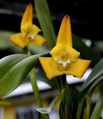 Maxillaria molitor