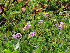 Pelargonium suburbanum