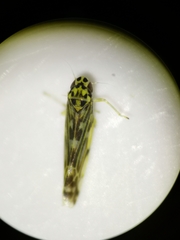 Eupteryx urticae